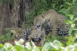 Jaguar (Panthera onca), licking the head of another jaguar, tongue, grooming, North Pantanal,