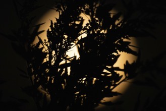 The silhouette of a plant stands out in the light of the full moon, Frankfurt am Main, Hesse,