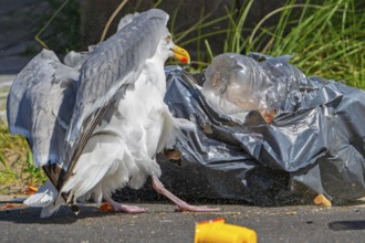 Bird nuisance by herring gull tearing up rubbish bag and feeding on trash, household refuse and