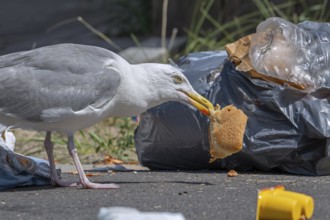 Herring gull with bread in beak from rubbish bag, feeding on trash, household refuse and garbage