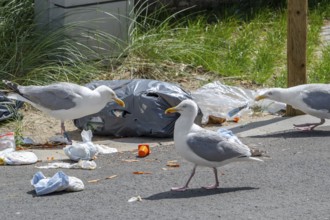 Bird nuisance by herring gulls tearing up rubbish bag and feeding on trash, household refuse and