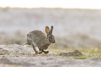 European rabbit, common rabbit (Oryctolagus cuniculus) running in the dunes at dawn in spring