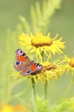Peacock butterfly (Aglais io), on a yellow flower of a Great Telekie (Telekia speciosa), Wilnsdorf,