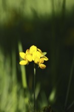 Bird's-foot Trefoil, Bird's-foot Trefoil (Lotus corniculatus), yellow flower in a meadow,
