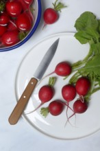 Radish with knife on plate, Raphanus sativus var. sativus