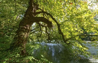 A gnarled tree, an old chestnut tree by a pond in Brenner Moor, . The Brenner Moor is a salt moor,