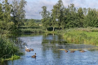 A swan with young on the River Trave in Brenner Moor. The Brenner Moor is a salt marsh, FFH area,