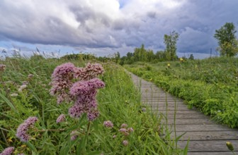 Purple-flowering water eupatorium (Eupatorium cannabinum), also known as Kunigkraut, on a footpath