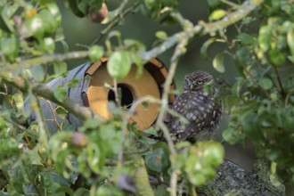 In front of the nesting tube... Little owl (Athene noctua) sits well hidden in front of a nesting