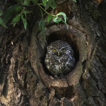 In its nesting cavity... Little owl (Athene noctua) nests in an old pollarded willow, sits in the