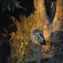 In the first light... Little owl (Athene noctua), still relatively young owl sits at sunrise near