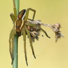 Just hang out... Raft spider (Dolomedes fimbriatus), native spider, spider species sits in front of