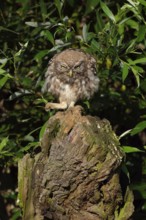 Here I am the boss... Little owl (Athene noctua), owl clenches its fist and bangs on the table,
