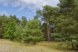 Field path and landscape in the Müritz National Park near Babke. Mirow, Mecklenburg-Western