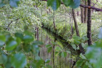 The Havel under bushes and trees in the Müritz National Park near Babke. Mirow, Mecklenburg-Western