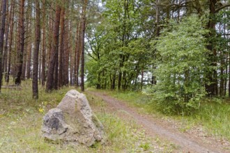 Cycling and hiking trail through the Müritz National Park near Babke. Mirow, Mecklenburg-Western
