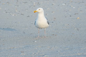 A herring gull (Larus argentatus) with a massive, strong beak stands alone on a sandy beach,