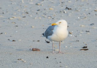 A herring gull (Larus argentatus) with a massive, strong beak stands alone on a sandy beach,