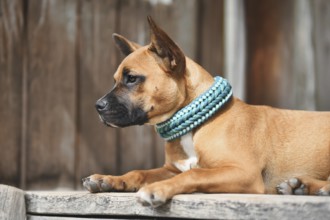 Brown mixed breed dog wearing teal blue paracord collar in front of wooden background