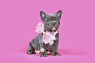 Blue French Bulldog dog puppy with ribbon sitting in front of pink background