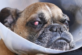 Face of French Bulldog dog with surgical implanted conjunctival flap covering eye used as treatment