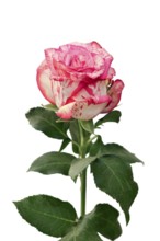 Single Pink Splash rose with white petals and pink spots on white background