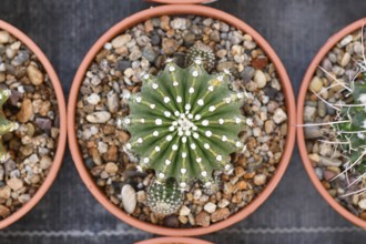 Top view of small 'Echinopsis Hybrid' cactus in flower pot with stones