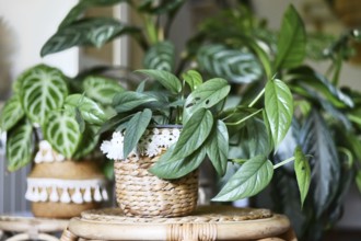 Tropical 'Epipremnum Pinnatum Cebu Blue' houseplant with silver-blue leaves with other houseplant