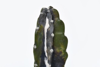 Close up of white mold and black rot on overwatered Cereus Jamacaru cactus houseplant