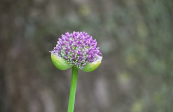 Ornamental leek (Allium sp.), bud, North Rhine-Westphalia