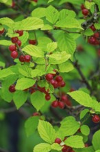 Fruits of the felt cherry (Prunus tomentosa), Netherlands