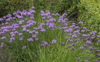Flowering chives (Allium schoenoprasum), Netherlands