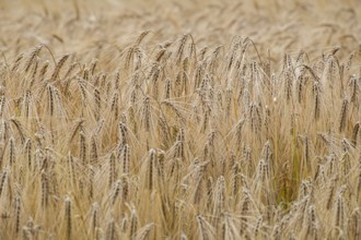 Cereal field in summer, Münsterland, North Rhine-Westphalia, Germany