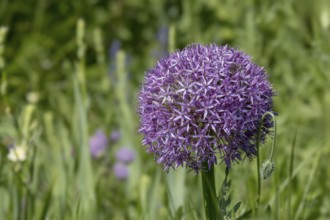 Ornamental leek (Allium sp.), inflorescence, Münsterland, North Rhine-Westphalia, Germany