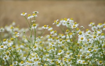 Matricaria chamomilla (Matricaria chamomilla) at the edge of a field, Münsterland, North