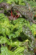 Chard, red and yellow-stemmed, vegetable patch, North Rhine-Westphalia, Germany