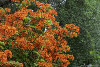 Orange-coloured flowers of the azalea (Azalea), North Rhine-Westphalia, Germany