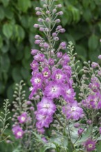 Delphinium (Delphinium), Netherlands
