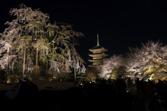 To-ji Temple surrounded by illuminated cherry trees, Minami-ku, Kyoto, Kyoto Prefecture, Japan