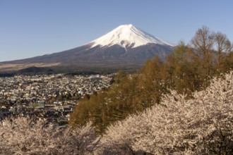 View of Mount Fuji, with blossoming cherry trees in the foreground, Fujiyoshida, Yamanashi