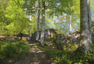 Ruin of Alter Lichtenstein near Lichtenstein Castle, eaves of the Swabian Alb, trees, deciduous