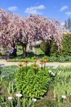 Imperial crowns (Fritillaria imperialis) and cherry tree, Berggarten, spring in the Herrenhausen