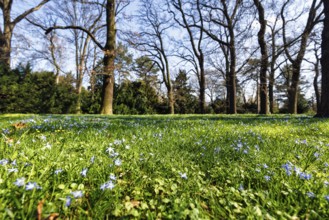 Scilla, blue stars in a meadow in the Berggarten, spring in the Herrenhausen Gardens, sunny