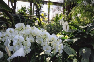 White flowering orchid in the greenhouse, Berggarten, Herrenhäuser Gärten, sunny weather, Hanover,