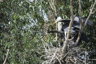 Grey heron (Ardea cinerea) at the eyrie Hungary