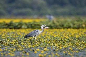 Grey heron (Ardea cinerea) amidst flowering sea pots (Nymphoides peltata) Hungary