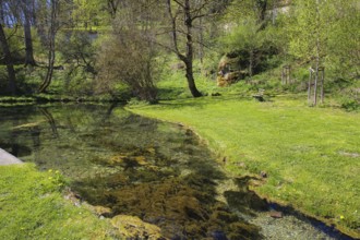 Lauter spring, Große Lauter, karst spring, body of water, park, idyll, meadow, lawn, trees,