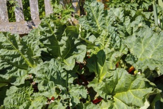 Herb garden near the stud farm museum and the Lauter spring, rhubarb (Rheum rhabarbarum), common