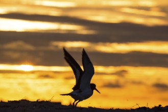 Oystercatcher (Haematopus ostralegus) with raised wings in front of a dramatic sunset on the beach,