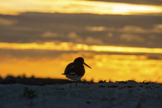 Oystercatcher (Haematopus ostralegus) with long beak and black and white plumage stands on one leg
